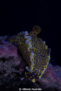 Mediterranean nudi by Vittorio Durante 